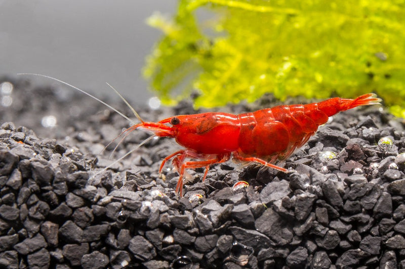 Bright red Fire Red Cherry Shrimp from JA, showcasing vibrant color and detailed body pattern in an aquatic habitat.