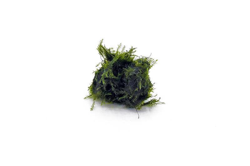 Fissidens Fontanus Moss - Buce Plant