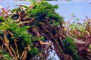 Fissidens Fontanus Moss - Buce Plant