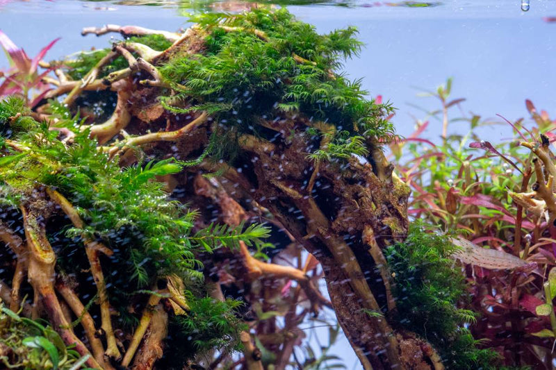 Fissidens Fontanus Moss - Buce Plant