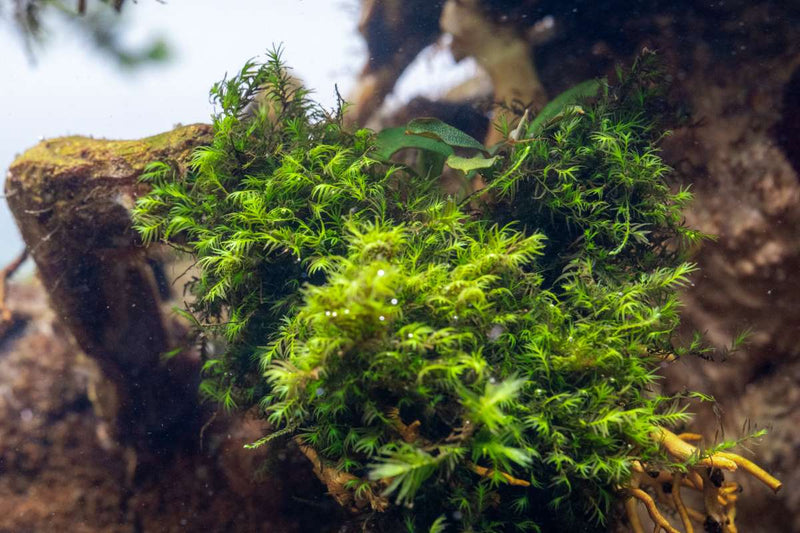 Fissidens Fontanus Moss - Buce Plant