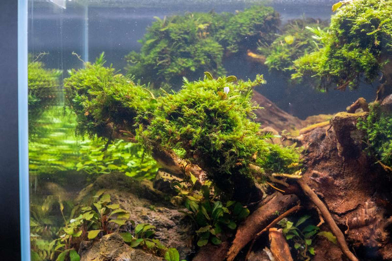 Fissidens Fontanus Moss - Buce Plant
