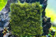 Fissidens Fontanus moss on stainless steel surface, showing lush green, fine-leaved aquatic moss by BUCE.