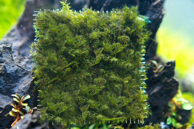 Fissidens Fontanus moss on stainless steel surface, showing lush green, fine-leaved aquatic moss by BUCE.
