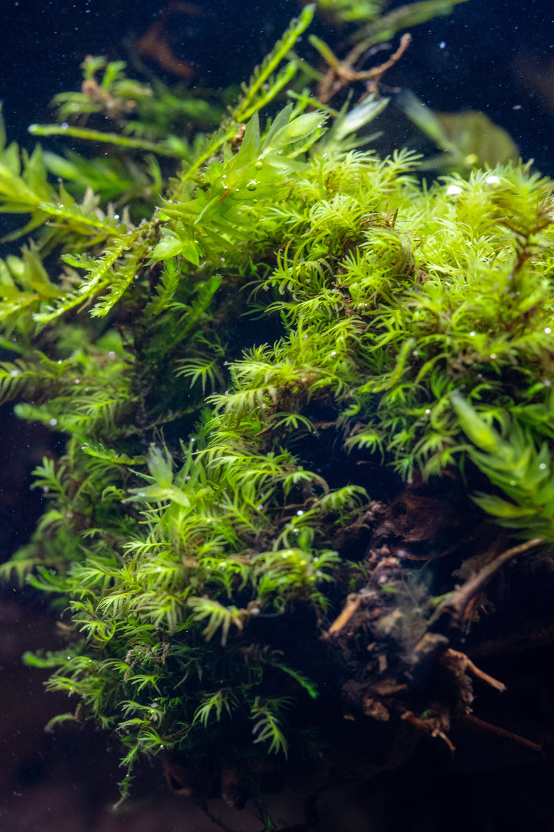Fissidens fontanus moss attached to stainless steel, showcasing lush green aquatic moss in a natural setting.