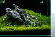 Fissidens Fontanus moss on stainless steel, showcasing lush green aquatic moss for aquarium or terrarium decor.