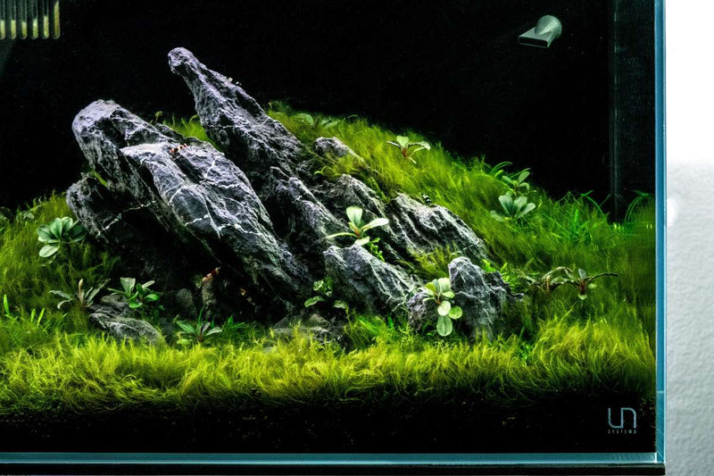Fissidens Fontanus moss on stainless steel, showcasing lush green aquatic moss for aquarium or terrarium decor.