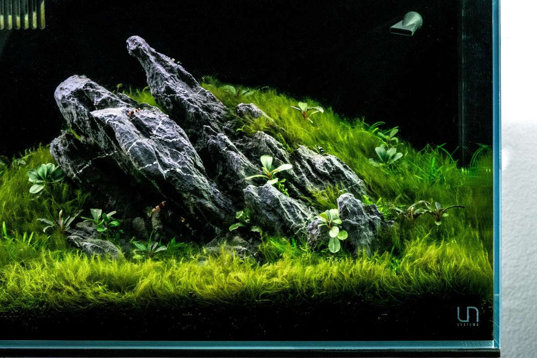 Fissidens Fontanus moss attached to stainless steel surface, showcasing lush green aquatic moss by BUCE.