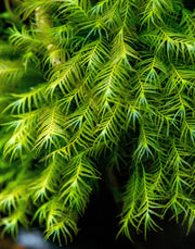 Fissidens Fontanus moss attached to stainless steel, showcasing lush green aquatic moss for aquarium or terrarium decoration.