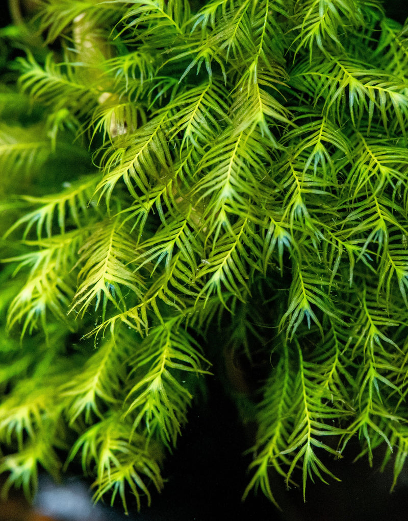 Fissidens Fontanus moss attached to stainless steel, showcasing lush green aquatic moss for aquarium or terrarium decoration.