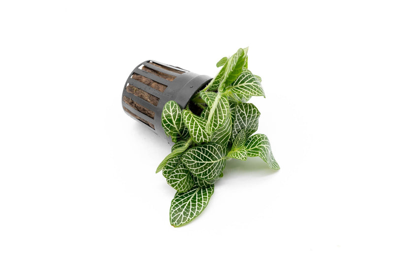 Fittonia Albivenis Terrarium Plant - Buce Plant