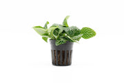 Fittonia Albivenis Terrarium Plant - Buce Plant