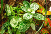 Fittonia Albivenis Terrarium Plant - Buce Plant