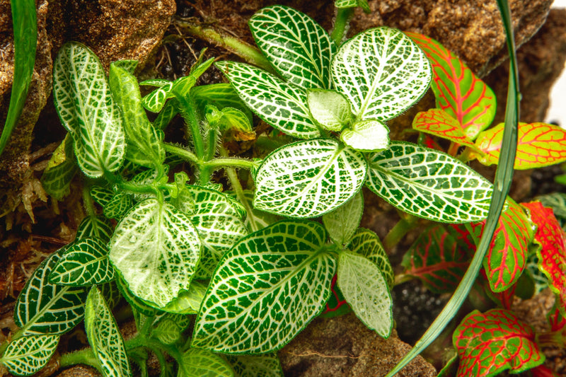 Fittonia Albivenis Terrarium Plant - Buce Plant