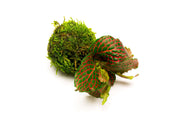Fittonia albivenis terrarium plant on clay moss ball, showcasing vibrant green leaves and decorative moss base.