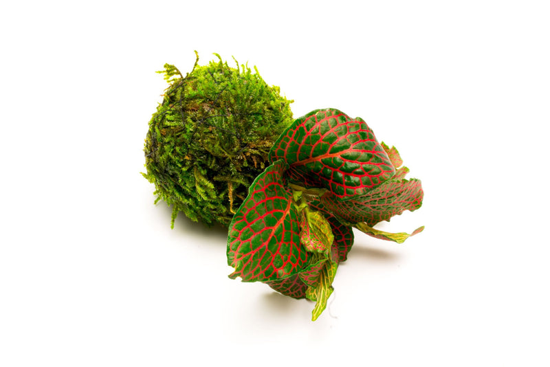 Fittonia albivenis terrarium plant on clay moss ball, showcasing vibrant green leaves and decorative moss base.