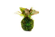 Fittonia albivenis plant on a clay moss ball in a terrarium, showcasing vibrant green leaves and decorative planting arrangement.