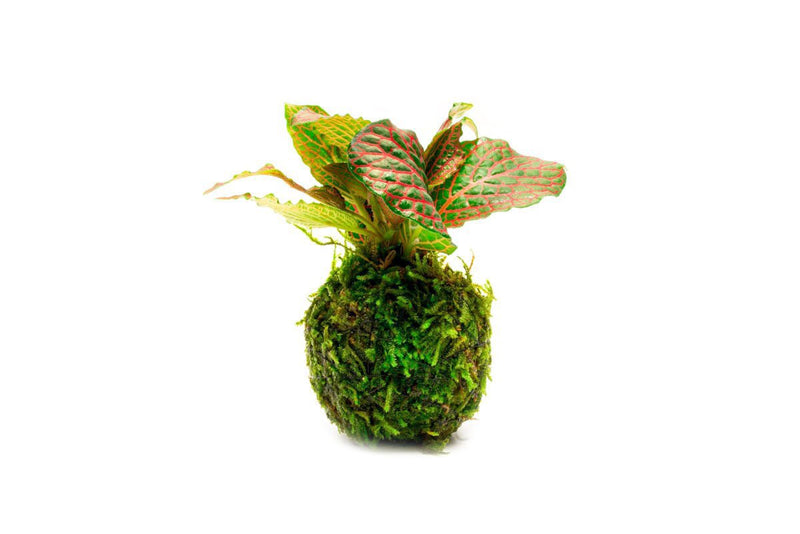 Fittonia albivenis plant on a clay moss ball in a terrarium, showcasing vibrant green leaves and decorative planting arrangement.