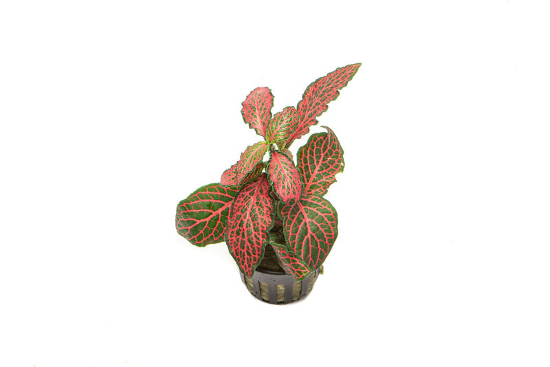 Red Fittonia Albivenis terrarium plant by ACW with vibrant green and red leaves, perfect for indoor terrarium decoration.