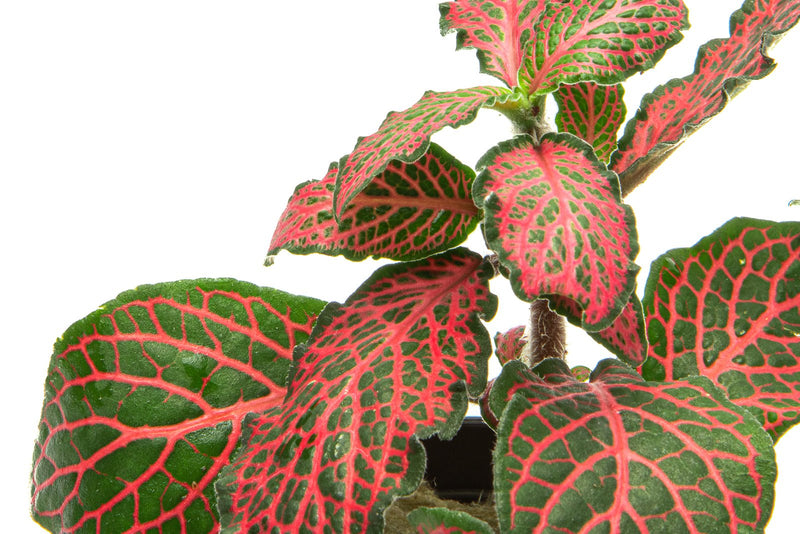 Red Fittonia Albivenis terrarium plant from ACW, showcasing vibrant red leaves and lush green foliage.