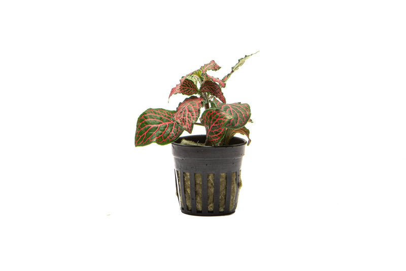 Red Fittonia Albivenis terrarium plant from ACW showing vibrant red leaves and lush green foliage inside a glass terrarium.