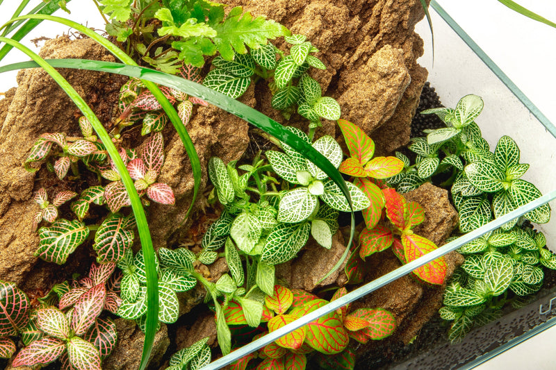 Red Fittonia Albivenis terrarium plant by ACW showing vibrant green and red foliage in a glass container.