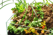 Red Fittonia Albivenis terrarium plant from ACW, showing vibrant green and red leaves in a small decorative container.