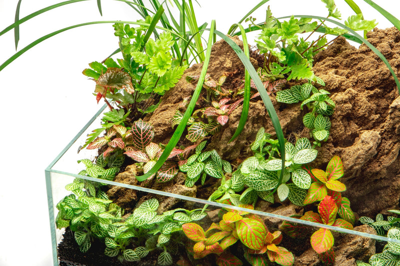 Red Fittonia Albivenis terrarium plant from ACW, showing vibrant green and red leaves in a small decorative container.