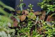 Aquatic Fittonia Albivenis Skeleton plant by ACW, featuring vibrant green leaves with white veining for aquatic or terrarium use.