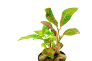 Aquatic Fittonia Albivenis Skeleton plant from ACW, showing vibrant green foliage with distinctive leaf patterns.
