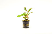 Aquatic Fittonia Albivenis Skeleton plant from ACW, showing vibrant green leaves with distinctive white veining.