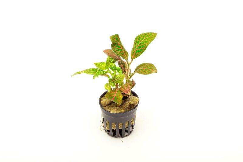 Aquatic Fittonia Albivenis Skeleton plant from ACW, featuring vibrant green leaves with white skeletal markings, suitable for aquatic environments.