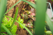 Aquatic Fittonia Albivenis Skeleton plant by ACW, showing vibrant green and white patterned leaves in a natural aquatic setting.