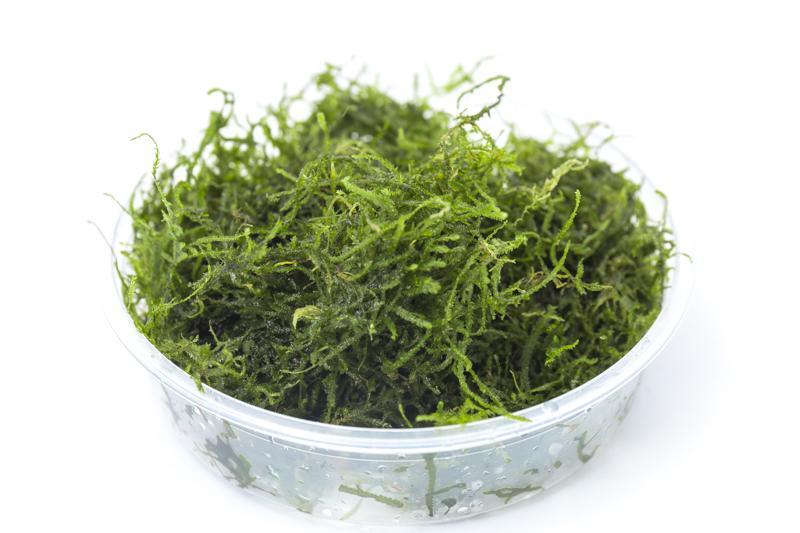 Close-up of BUCE Flame Moss, vibrant green moss plant with fiery red tips, suitable for terrariums and vivariums.