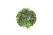Close-up of BUCE Flame Moss, vibrant green moss with fiery red tips, ideal for terrariums and vivariums.