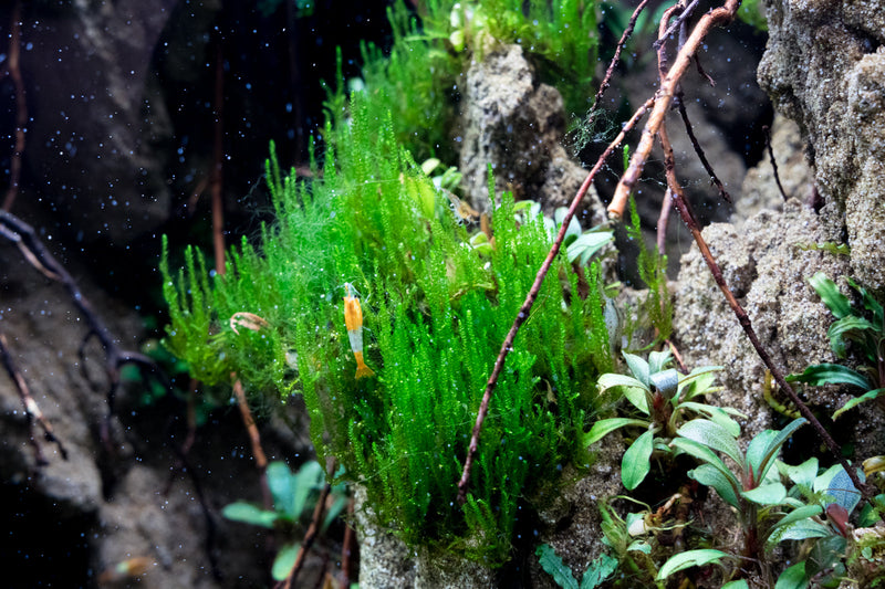 Bright orange Flame Moss from BUCE, a vibrant moss plant with fiery color and lush green tips, ideal for terrariums and vivariums.
