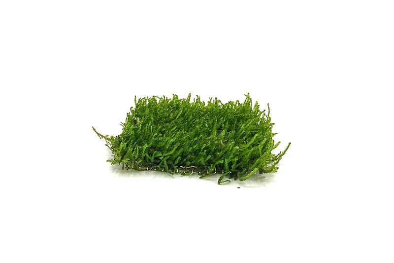 Flame Moss on Stainless Steel Moss - Buce Plant
