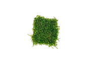 Flame Moss on Stainless Steel Moss - Buce Plant