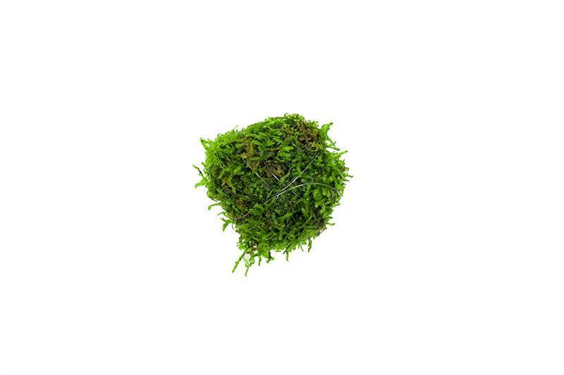 Floating Christmas Moss Ball Aquatic Plant - Buce Plant