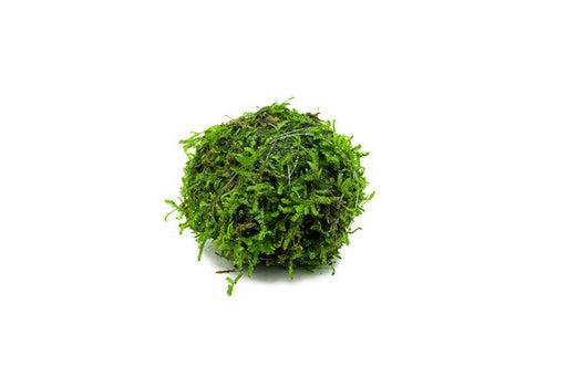 Java Moss Ball