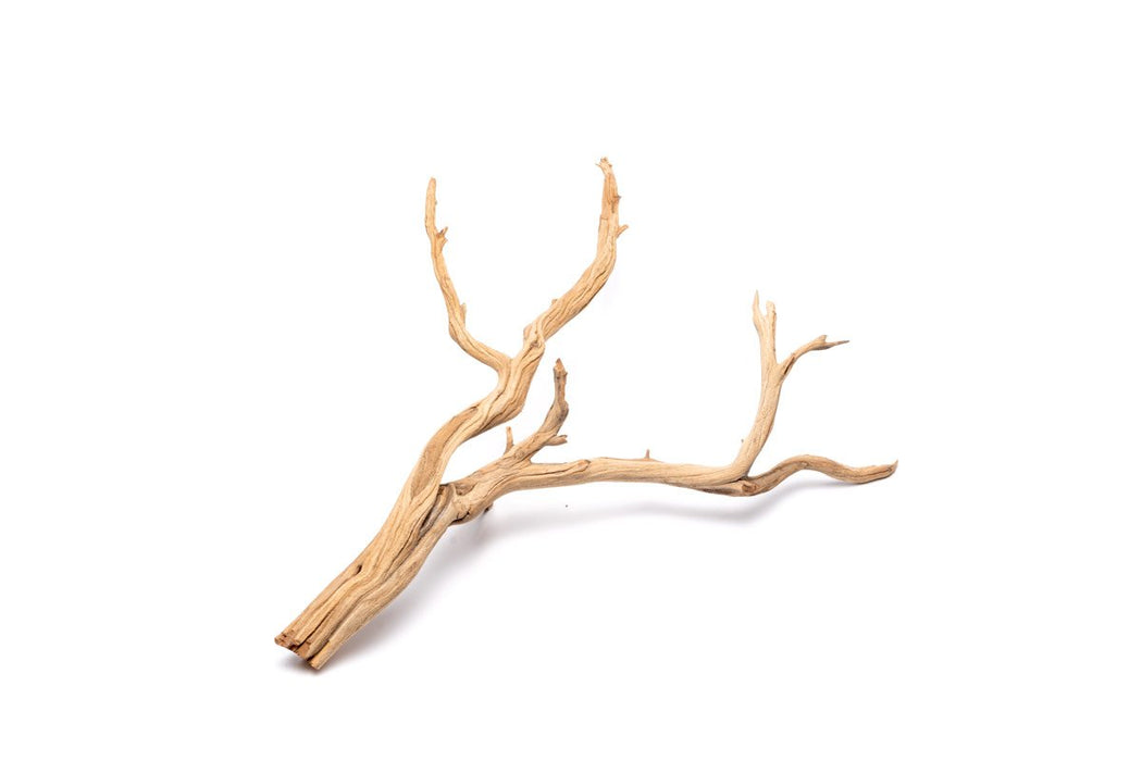 Ghost Wood Aquarium Driftwood for Planted Tank — Buce Plant