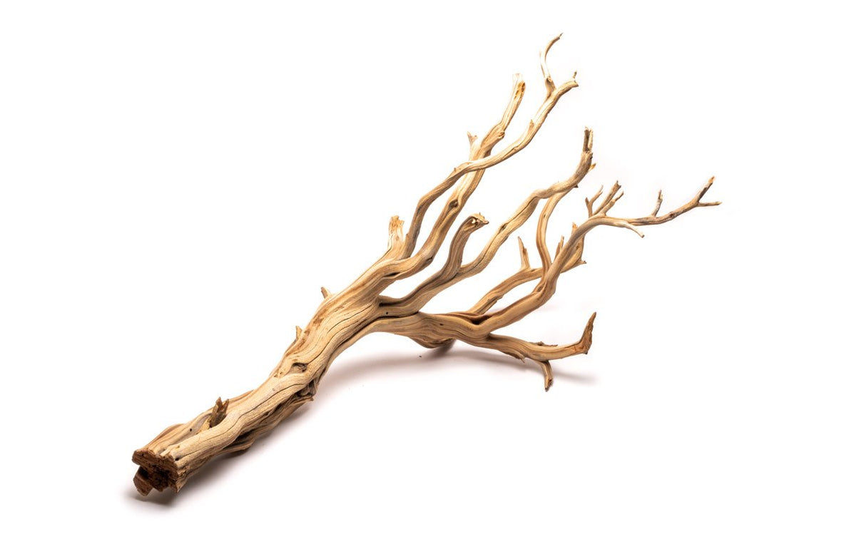 Ghost Wood Aquarium Driftwood for Planted Tank — Buce Plant