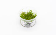 Glossostigma Elatinoides Aquatic Farmer Tissue Culture Aquatic Plant - Buce Plant