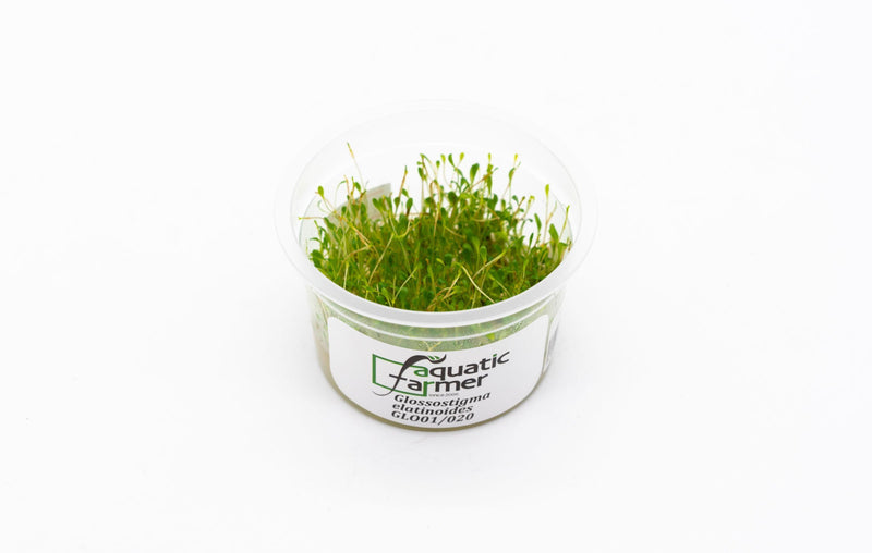 Glossostigma Elatinoides Aquatic Farmer Tissue Culture Aquatic Plant - Buce Plant