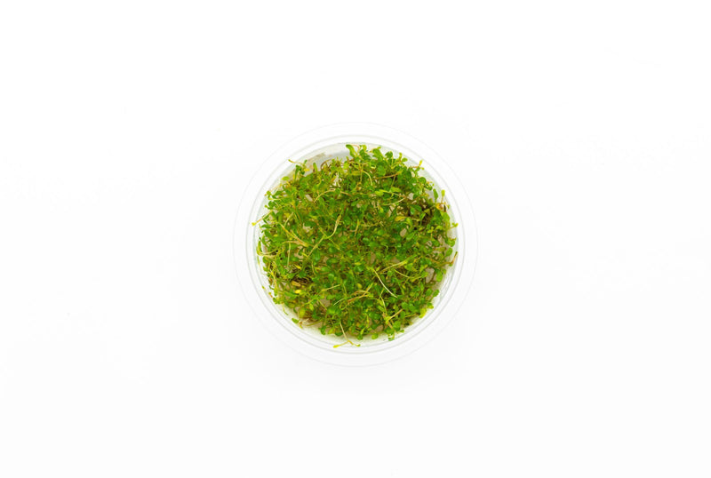 Glossostigma Elatinoides Aquatic Farmer Tissue Culture Aquatic Plant - Buce Plant
