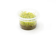Glossostigma Elatinoides Platinum Aquatic Farmer Tissue Culture Aquatic Plant - Buce Plant