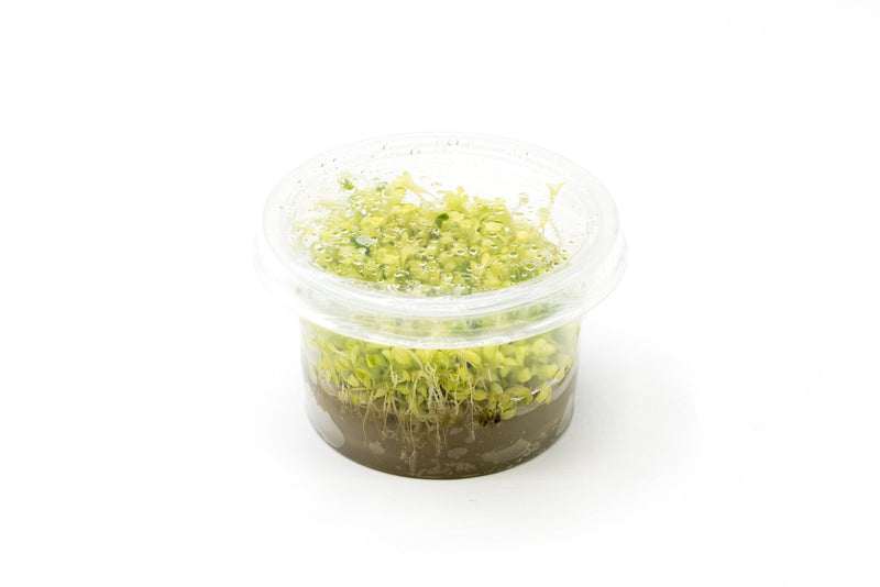 Glossostigma Elatinoides Platinum Aquatic Farmer Tissue Culture Aquatic Plant - Buce Plant