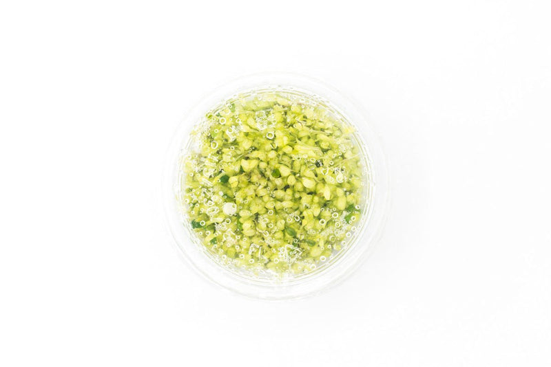 Glossostigma Elatinoides Platinum Aquatic Farmer Tissue Culture Aquatic Plant - Buce Plant