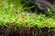 Glossostigma Elatinoides UNS Tissue Culture Aquatic Plant - Buce Plant