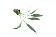 Bucephalandra Goliath Bucephalandra - Buce Plant